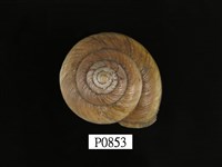 藏品(江西巴蝸牛)的圖片